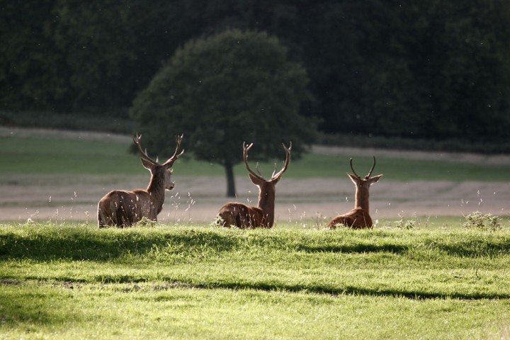 richmond park