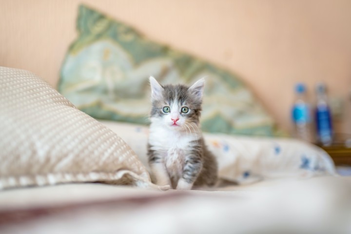 Kitten on bed