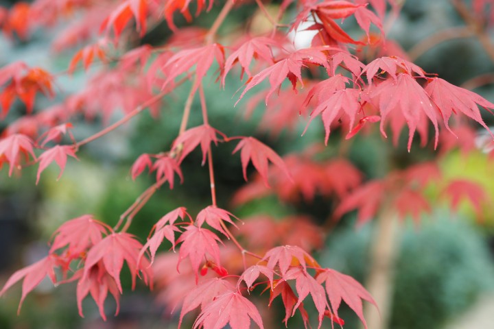 Japanese maple in containers