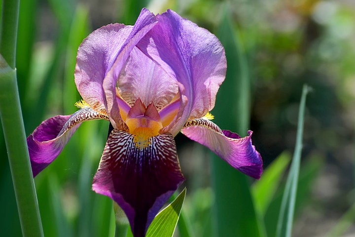 Growing bearded iris in clay