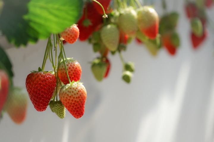 Strawberries in hanging baskets